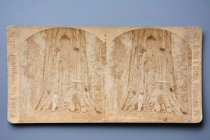 Stereoscopic Stereo View Card, Huge Veteran Tree, William H Rau/Griffith