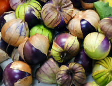 600 Purple Tomatillo Seeds Physalis ixocarpa Cape Gooseberry Heirloom Organic