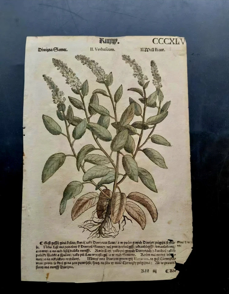 HERBARIUM 1596 -  Czech translation of Mattiol's Herbal 1562 - Image 1 of 4
