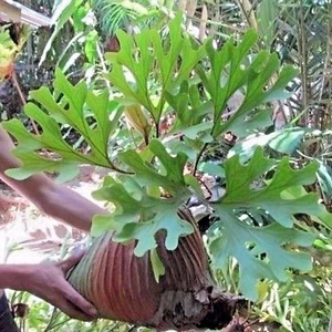 Staghorn Fern spore Platycerium ridleyi 4000 - 5000 spore + FREE CERTIFICATE  - Picture 1 of 1