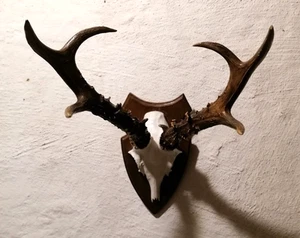 Außergewöhnliches Geweih vom Rehbock, Bock, Jagdtrophäe auf Holzbrett - Bild 1 von 5