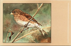 Postal de colección Birds Twite Animals B149 - Imagen 1 de 2