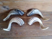 Lot of 2  Matching pairs of 22 inch each Sheep /RAM horn for taxidermy decor