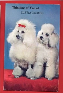 DEVON ILFRACOMBE THINKING OF YOU PULL OUT NOVELTY. POODLES. DOGS pu 1963 - Picture 1 of 1