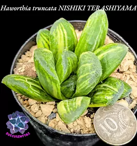 Haworthia truncata NISHIKI TERASHIYAMA VARIEGATED variegata Succulent WOW💥💥💥 - Picture 1 of 7