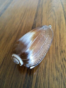 Beautiful Antique Exotic Sea Shell With Silver Jewellery Addition Pendant Hoop - Picture 1 of 9