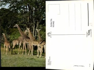 631462,East Africa African Wildlife Giraffes Giraffen Tiere - Picture 1 of 1