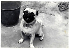 c1940s+Dog+Photo%7EClassic+Pug+Worried+Look+in+Chain+Link+Collar%7EVintage+Snapshot