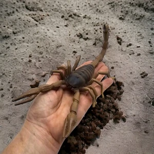 Figura Scorpion Increíbles Criaturas Safari Ltd Juguete Arácnido Realista - Imagen 1 de 14