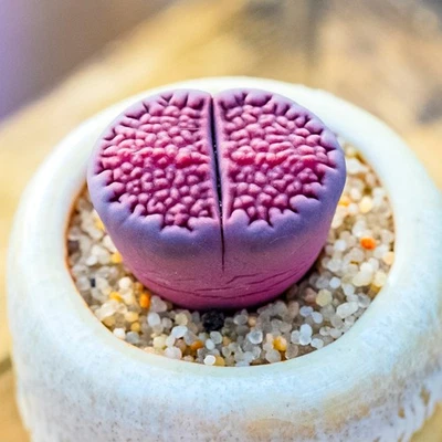 CACTUS PLANT Lithops Hallii viola 2-3 cm 1-5 pezzi raro bellissimo giardino piantagione litopi