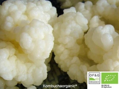 KOMBUCHAORGANIC 15g Certified Organic Live Milk Kefir Grains Tibetan Starter Pasteurized NON GMO