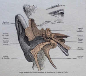 Antiker Holzstich anatomische Zeichnung Aufbau des Ohres 19. Jahrhundert - Bild 1 von 3