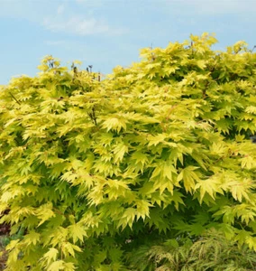 Japanischer Goldahorn Jordan 80-100cm - Acer shirasawanum Jordan - Bild 1 von 1