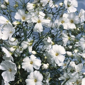 150 Semillas de Gypsophila Blanca (Gypsophila paniculata) - Imagen 1 de 4