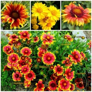 Kokardenblume - bunte Mischung - Schnittstaude - Gaillardia Blumen Samen - Bild 1 von 2