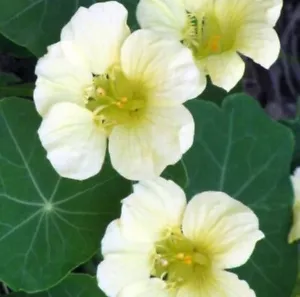 Nasturtium MOONLIGHT Creamy White Moon Edible Flowers HEIRLOOM Non-GMO 10 Seeds! - Picture 1 of 5