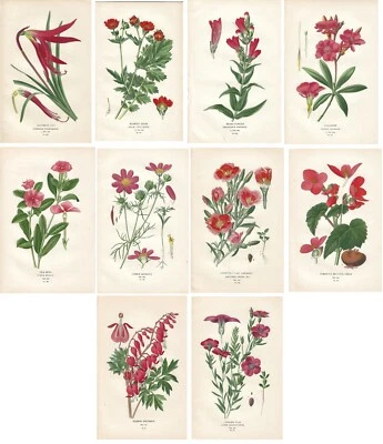 Stampe antiche FIORI ROSSI ARANCIONE LOTTO 10 FOGLI botanica 1896 Antique prints - Immagine 1 di 4