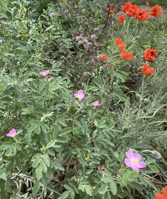 Wood’s Rose (Rosawood sii) 5 Pellet Pink Flowers Resilient Bare root Very Hardy  - Image 1 of 3