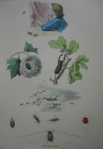Gravur Insekten Marienkäfer Ameisen Hanneton Goldkäfer Termiten Ameisen - Bild 1 von 1