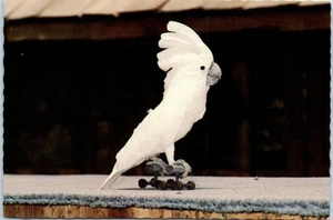 Cartolina esotica Cockatoo Rollerskate Quotidiano alla Florida Weeki Wachee - Foto 1 di 2