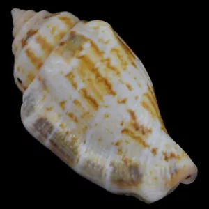 STROMBUS (Kanarium) MUTABIL (Olango Isl., Philippinen) 32,7 mm #47291 - Bild 1 von 4