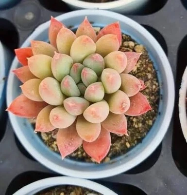 Pachyphytum pop corn hybrid 7cm diameter  succulent  - Image 1 of 4