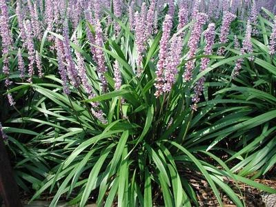 Liriope muscari 'Ingwersen' 50 plantas en macetas de 3-1/2 pulgadas Foto 1 de 2
