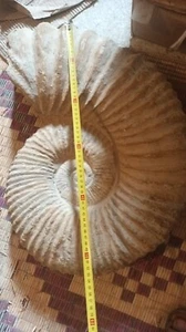 ca. 50 CM RIESENFOSSIL AMMONIT - MAROKKO - KREIDEZEIT 150 MILLIONEN JAHRE - Bild 1 von 2