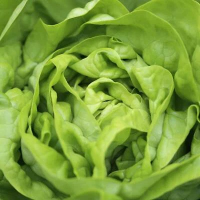 BACK TO NATURE SEED COMPANY Bibb Lettuce - Seeds - Organic - Non Gmo - Heirloom Seeds – Vegetable Seeds