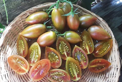 TOMATE DE CHARME 10 graines de tomate Lucky Tiger tomato seeds méth.bio