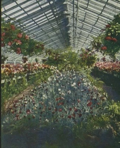 Germany Frankfurt Carnation Greenhouse Old Stereoview Chromoplast Bild 1910's - Picture 1 of 3