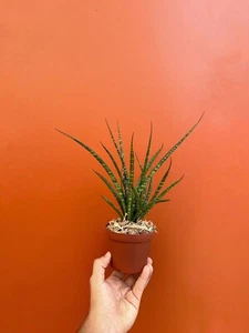 Fernwood Mikado | SNAKE PLANT Sansevieria  LIVE Houseplant | Easy Care in 4" Pot - Picture 1 of 7