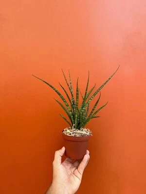 Fernwood Mikado | SNAKE PLANT Sansevieria  LIVE Houseplant | Easy Care in 4" Pot - Image 1 of 4