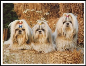 SHIH TZU DOGS LOVELY VINTAGE STYLE DOG ART PRINT POSTER - Picture 1 of 1
