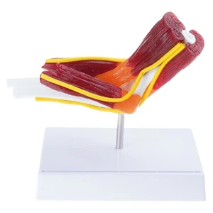 Human Elbow Anatomy Model with Muscles Nerves Details Right Elbow Model - Picture 1 of 8
