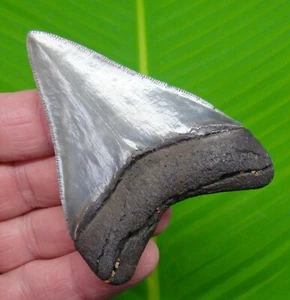 3.25 “ MEGALODON SHARK TOOTH Real Fossil -ACE River, SC - NATURAL Authentic - Picture 1 of 4