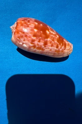 Conus Textilia buttatus pongo Foto 1 de 4