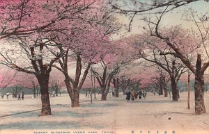 CHERRY BLOSSOM HANAMI UVENO PARK TOKYO KANTO JAPAN POSTCARD c.1920'S - Picture 1 of 2