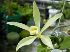 Vanilla tahitensis Species Large Orchid Plant Blooming Size Four Foot Tall! 1018