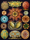 87162 HAECKEL SERIOUS PLANKTON SEA BIOLOGY GERMANY Wall Print Poster Poster