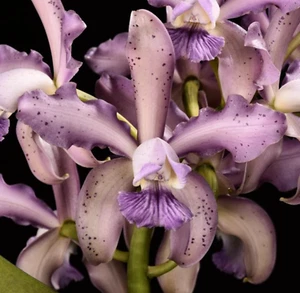 Leoloddiglossa 'Exotic Orchids' 4n AM/AOS x self - Bloom Size, Coerulea, Only 1 - Picture 1 of 5