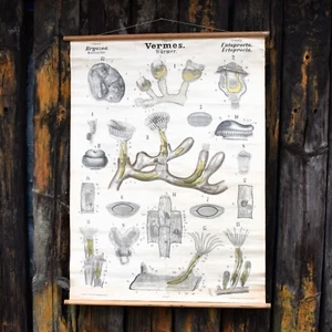 Antiguo póster gráfico de pared científico Fischer Entoprocta 1880 34 niches Leuckart - Imagen 1 de 11