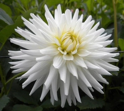 1 件 My Love 仙人掌大丽花 - 顶级尺寸灯泡 #1 - 美国卖家 — 第 1/3 张图片