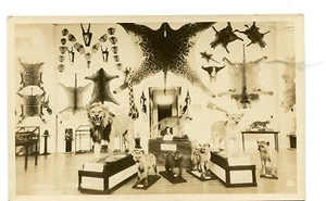 Vintage RPPC Postcard MORSE MUSEUM Warren NH LIONS HYENA PELTS BABOON taxidermy  - Picture 1 of 2