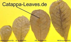 100 gramm XXL FOGLIE MANDORLO INDIANO ca.30 cm - catappa-leaves - Promozioni - Picture 1 of 1