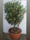 PIANTA DI ULIVO ALBERELLO bonsai in ciotola 30 cm altezza 70 CM  (foto reali)