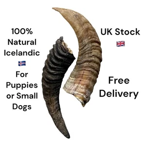 2 X Lamb Horn With Marrow Puppy or Small Dog Treat Luxury Icelandic 100% Natural - Picture 1 of 20