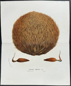Van Houtte - Semilla de árbol rompecabezas de mono. 736 - 1845 Flore des Serres litografía - Imagen 1 de 1