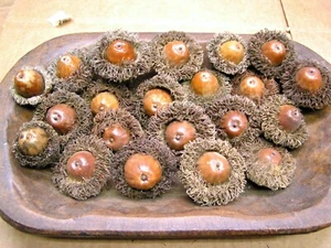 TWENTY Giant Burr Acorns for crafts, wreaths, bowl fillers, set 2989 - Picture 1 of 4