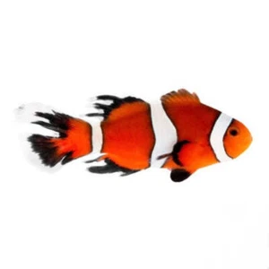 2-Pack Threadfin Ocellaris Clownfish – Live Captive-Bred Saltwater Aquarium Fish - Picture 1 of 1